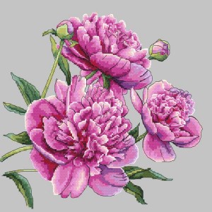 AN 10272 Tapestry aida - Beautiful peonies